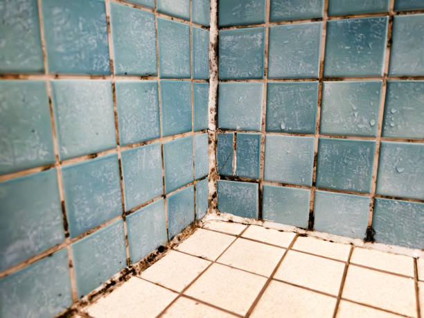 Best Crawl Space Mold Remediation  in Dacula, GA