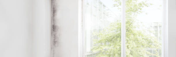 Professional Mold Removal in Dacula, GA