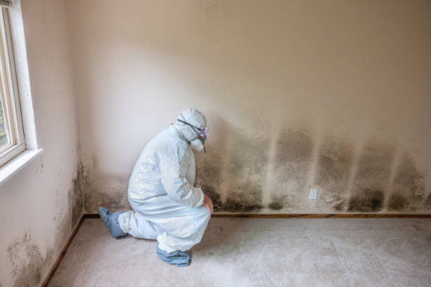 Best Industrial Mold Remediation  in Dacula, GA