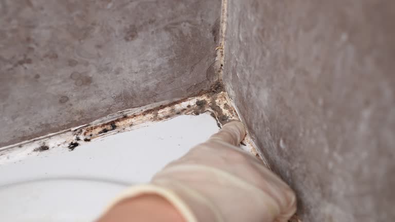 Best Asbestos and Lead Testing During Mold Inspection  in Dacula, GA