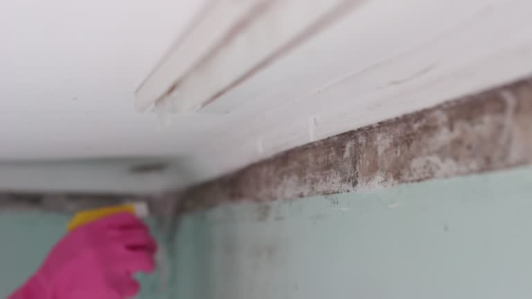 Best Airborne Mold Testing  in Dacula, GA